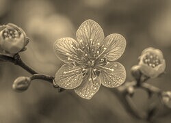 Szary + Sepia