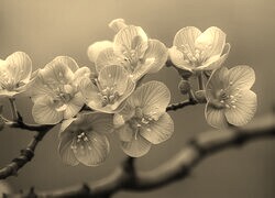 Szary + Sepia