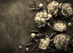 Szary + Sepia