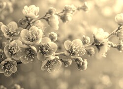 Szary + Sepia