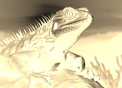 Sepia + Negatyw