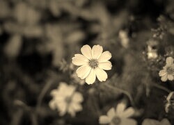 Szary + Sepia