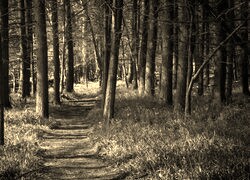 Szary + Sepia