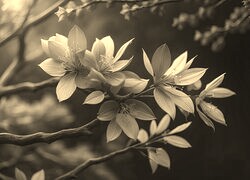 Szary + Sepia