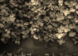 Szary + Sepia