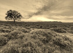 Szary + Sepia