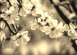 Szary + Sepia