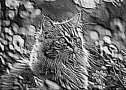 Skamielina
