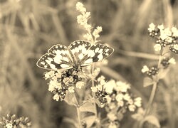 Sepia