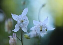 Oryginalny obrazek
