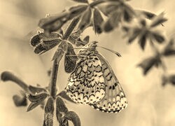 Szary + Sepia