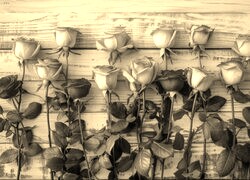 Szary + Sepia