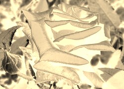 Sepia + Negatyw