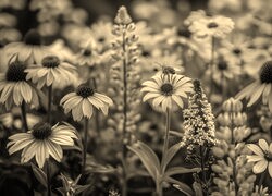 Szary + Sepia