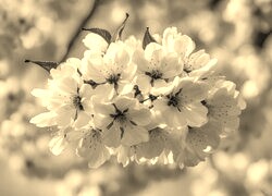 Szary + Sepia