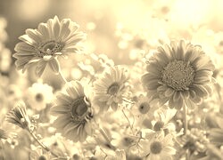 Szary + Sepia