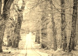 Szary + Sepia