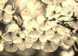 Szary + Sepia