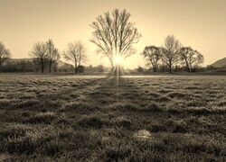 Szary + Sepia