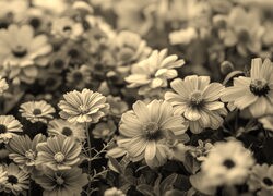Szary + Sepia