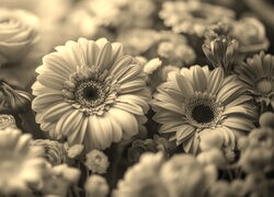 Szary + Sepia