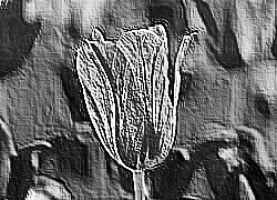 Skamielina