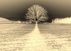 Sepia + Negatyw