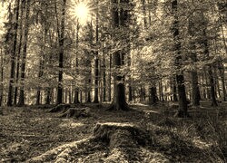 Sepia
