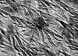 Skamielina