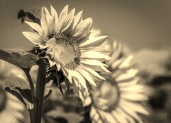 Szary + Sepia