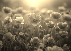 Szary + Sepia