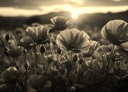 Szary + Sepia