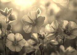 Szary + Sepia