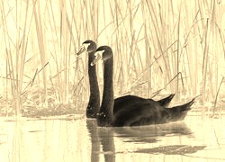 Sepia + Negatyw
