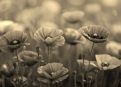Szary + Sepia
