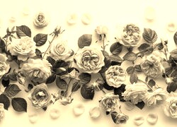 Szary + Sepia