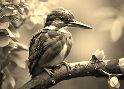 Szary + Sepia