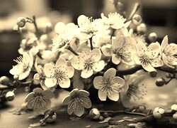 Szary + Sepia