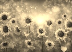 Szary + Sepia