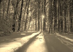 Szary + Sepia