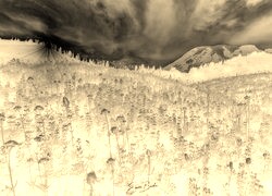Sepia + Negatyw