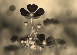 Sepia + Negatyw