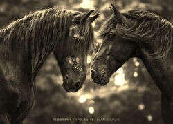 Szary + Sepia