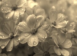 Szary + Sepia