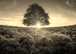 Szary + Sepia