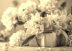 Szary + Sepia