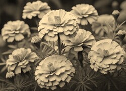 Szary + Sepia