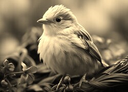 Szary + Sepia