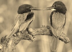 Sepia