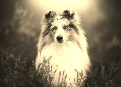 Szary + Sepia